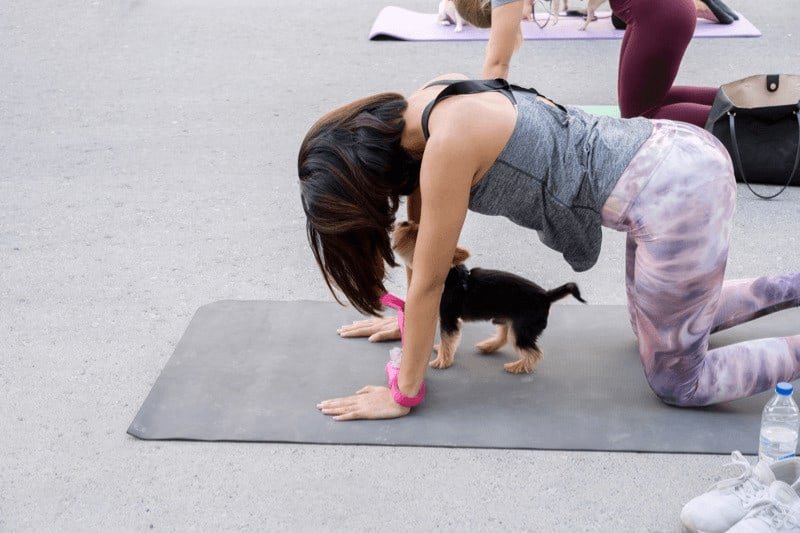 In a puppy yoga class, the instructor will guide you through some classic yoga poses while the puppies spread their playful energy.