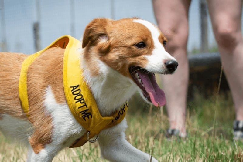 Puppy yoga classes can help attract new students to a yoga studio while also promoting adoption events for a dog rescue program.